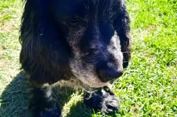 Найдена собака, , фото: Найден спаниель, Путиловка, без ошейника