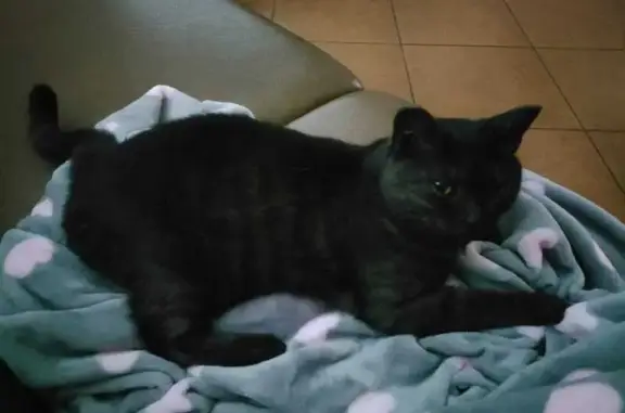 Кошки потеряшки, Рыбинск, фото: Потеряшка кошка на ул. Тарасова, Рыбинск