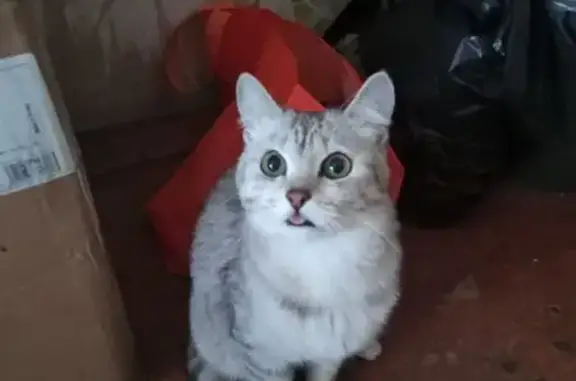 Кошки потеряшки, Бийск, фото: Потеряшка кот: Яминская ул., 32Б