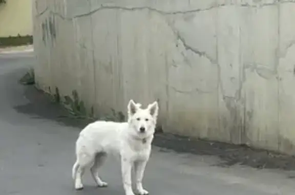 Найдена собака: ул. Герцена, 32, Ставрополь