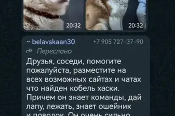 Найдена собака: Октябрьская, 47А