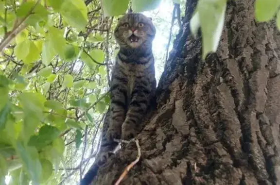 Кошка на дереве, Лихачёвский пер., 4 с7