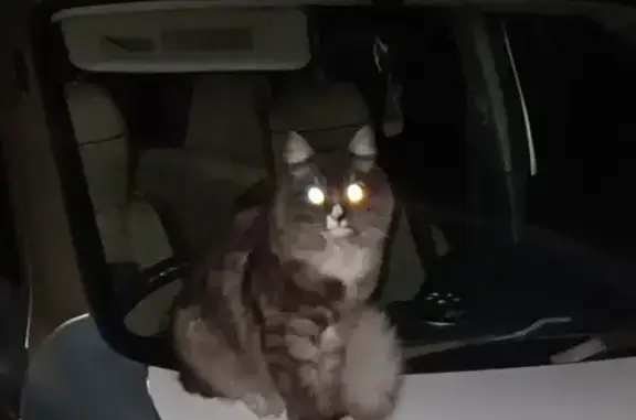 Найден Сибирский кот: Кайдаловская, 2А