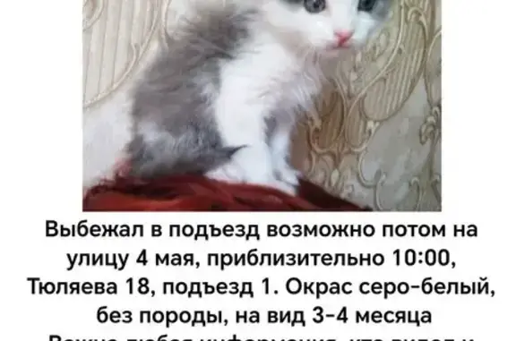 Пропала кошка, ул. Тюляева, 18