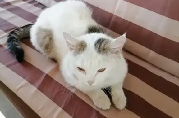 Белый кот с пятнами, Пинская 23