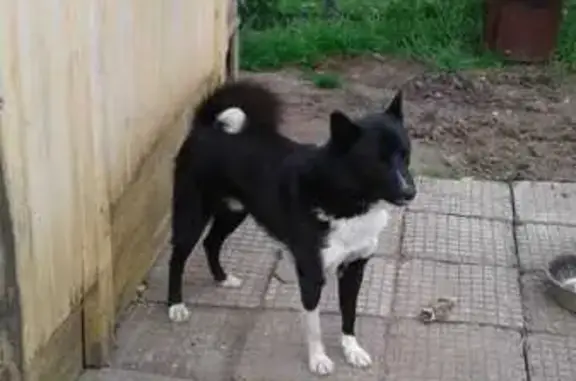 Собаки потеряшки, , фото: Потеряшка собака: 87Р-001, Ляли