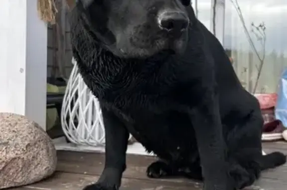 Найдена собака, Московская область, фото: Найдена лабрадорка в Жучках