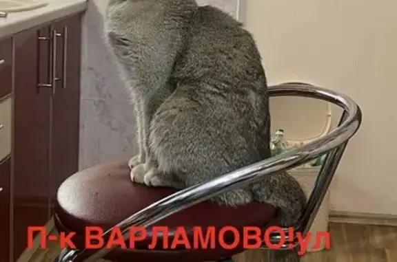 Пропал кот Голди, Жуковского, Варламово