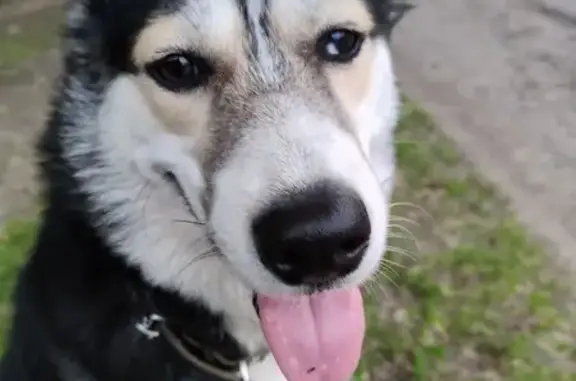 Найдена собака: Вяземского, 19, Пенза