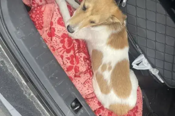 Собака с ошейником найдена на Фрунзе