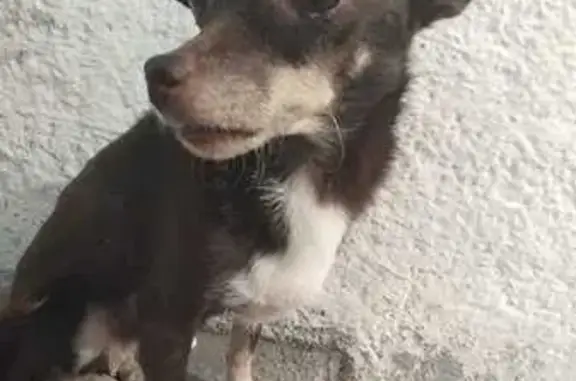 Найдена собака на ул. 1 Мая, 21, Курган