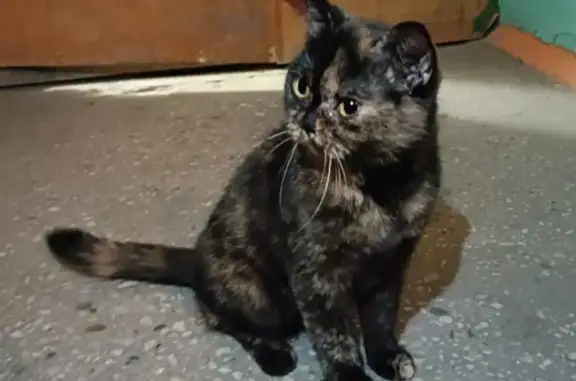 Найдена кошка ул. Кропоткина, 130