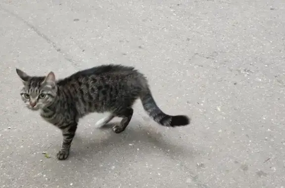 Найдена кошка ул. Габричевского, 6к2