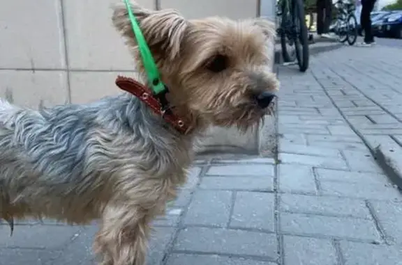 Найдена собака, Советская ул., Липецк