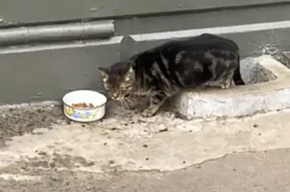 Найдена кошка: Солнечная ул., 13