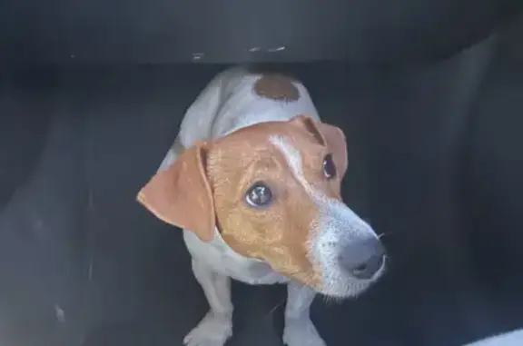 Найдена собака, , фото: Найдена собака: Новая ул., 132, Козловка