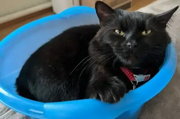 Пропала черная кошка: Сосенское, 71