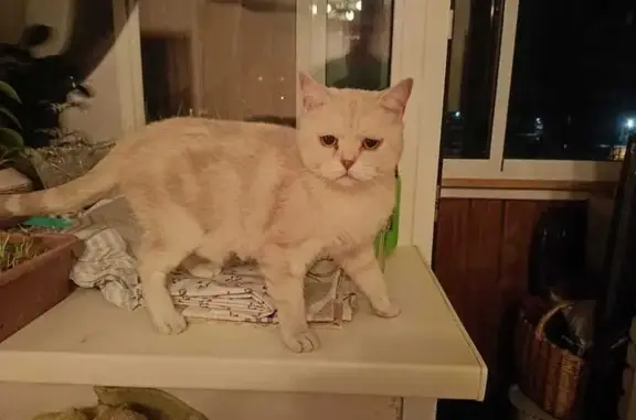 Найдена кошка: ул. Красина, Гоголя