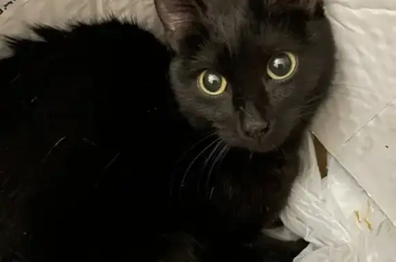 Чёрная кошка найдена: Фруктовая ул., 3