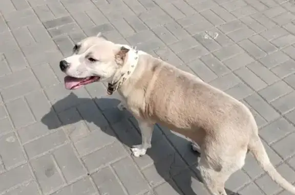 Найдена собака на Адмиралтейской, 53А