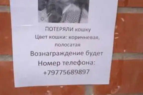 Пропала кошка Муся, ул. Островского