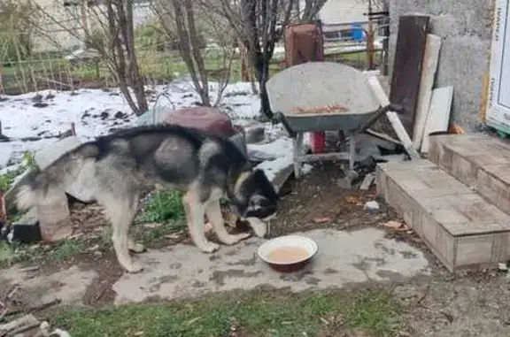 Найдена собака: ул. Ленина, 38