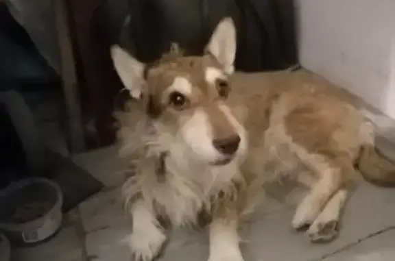 Найдена собака: Комсомольская, 36