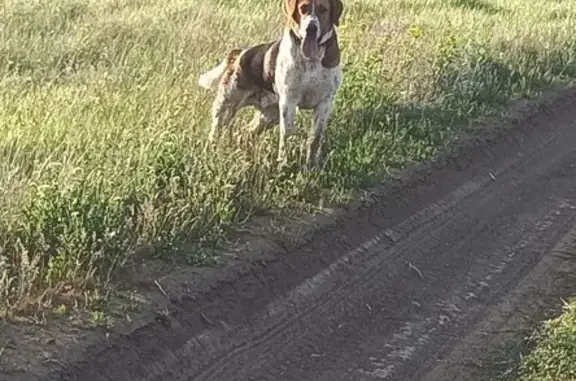 Найдена собака-гончая в Саратове