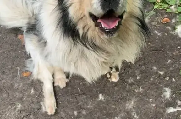 Собаки потеряшки, Максимовка, фото: Потеряшка собака в Максимовке, награда!