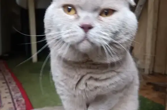 Найден котенок британец в Голицыно
