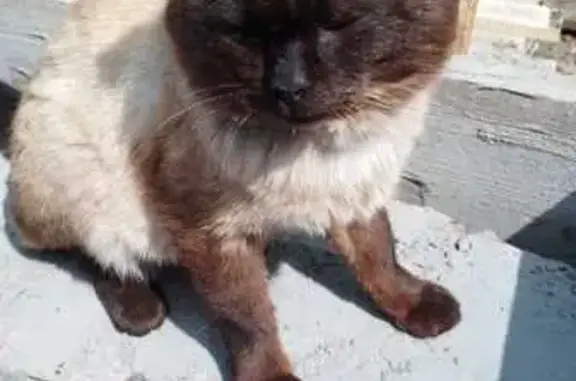 Пропал сиамский кот: Комсомольская, 9
