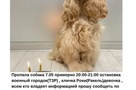 Пропала собака, Волгоград, ТЗР, +79610901417