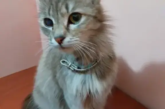 Найдена кошка: Циолковского, 24, Таганрог