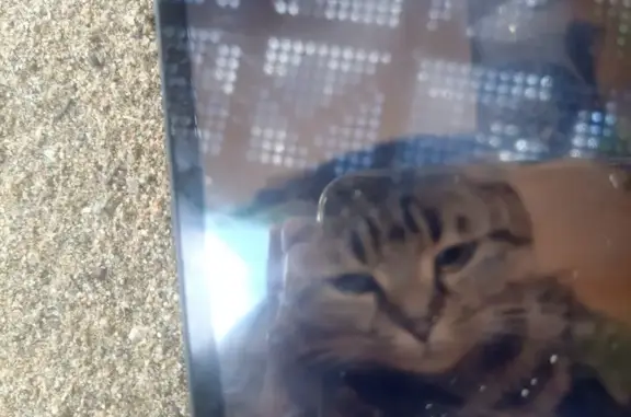 Кошки потеряшки, Партизанск, фото: Потеряшка кошка: Мирошниченко, 17А