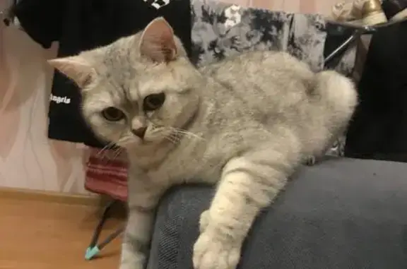 Кошки потеряшки, Ижевск, фото: Потеряшка кошка: Буммашевская 2А