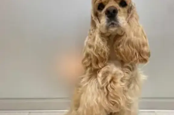 Собаки потеряшки, Волгоград, фото: Потеряшка собака, Волгоград