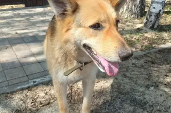 Найдена собака в Варежках напротив Пятёрочки