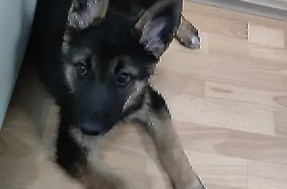 Собаки потеряшки, , фото: Потеряшка собака в Энергостроителе