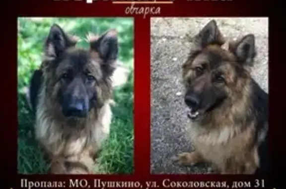 Пропала собака, Колхозная 17А, Пушкино