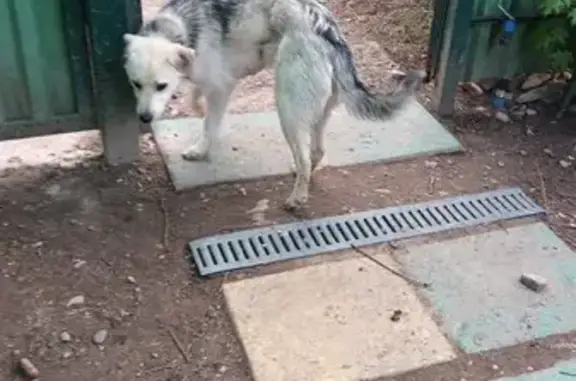 Найден пес в Татищево, Заовражная