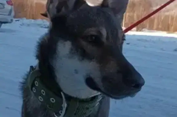 Собаки потеряшки, , фото: Потеряшка пёс в Могоче, зелёный ошейник