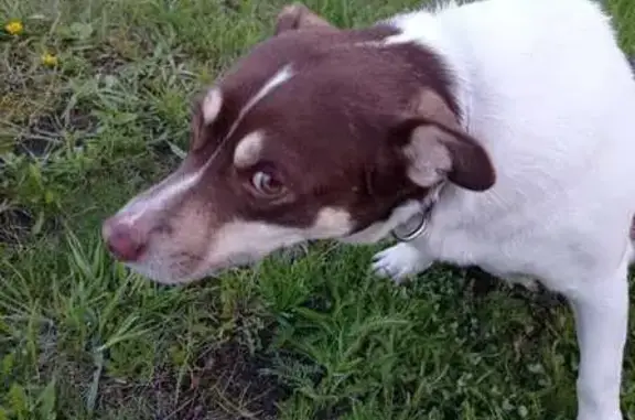 Найдена собака, Казань, фото: Найден пес с трекером, Казань