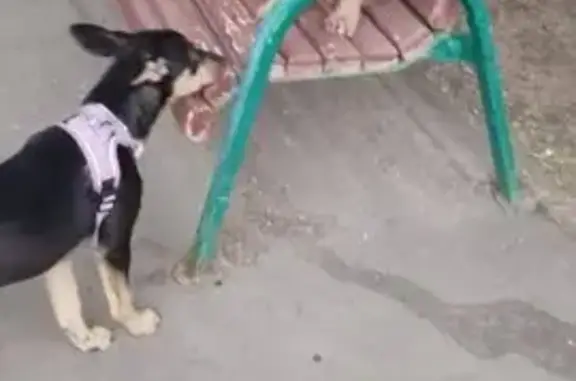 Найдены щенки на Ташкентской, д4