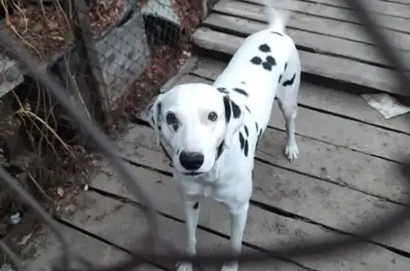 Найден щенок, Иволгинская, Улан-Удэ