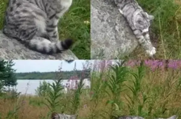 Пропала кошка: Староорловская, 36