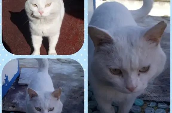Найден белый кот: Ржевская ул., 79