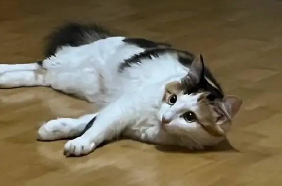 Пропала кошка: Волгоградская, 41