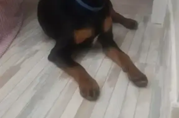 Найдена собака у паба Harats, Томск