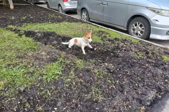 Найден щенок у м.Домодедовская, Москва
