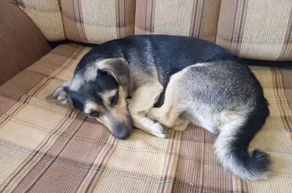 Найдена собака, 1-я Поселковая, Омск